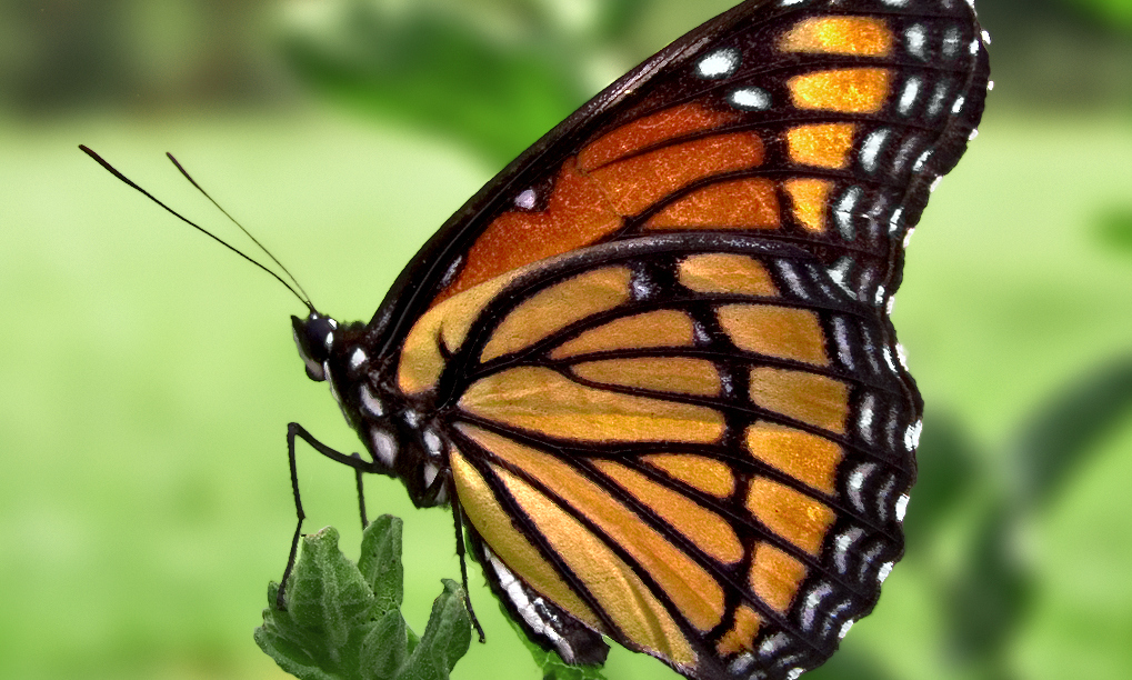 The Butterfly