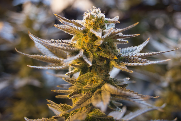 UK Drugs Policy: A Better Way?