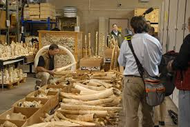 Tories BOW to wealthy antiques dealers and DROP ban on elephant ivory in manifesto
