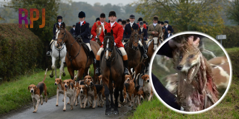 Fox Hunting: A Metaphor of Westminster Rule