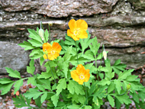 The seeds of Welsh independence