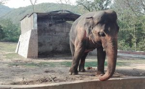 Urgent Help  Needed To Relocate Kaavan The Elephant To Cambodian Sanctuary