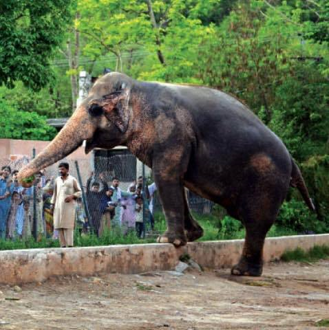 33 BABIES #SRILANKA IS LEGALISING #ELEPHANTTRAFFICKING! STOP THEM! #33babies #truthwillfindaway