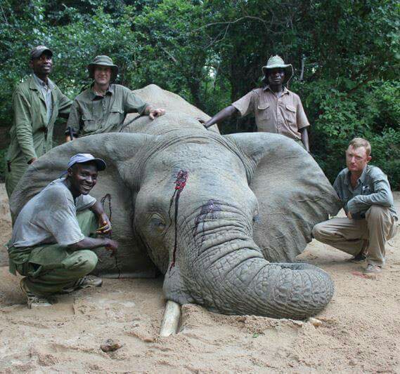 THREE PAID “GUIDES” POSE NEXT TO THEIR  MURDER VICTIM, A GENTLE, ENDANGERED ELEPHANT