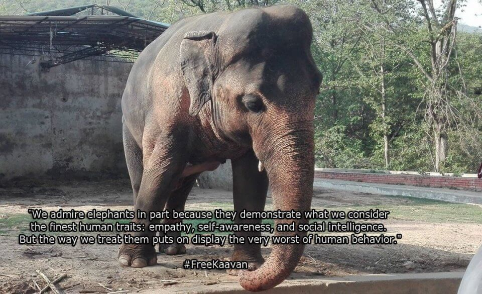 Team Kaavan’s #RumbleForRights for Elephants