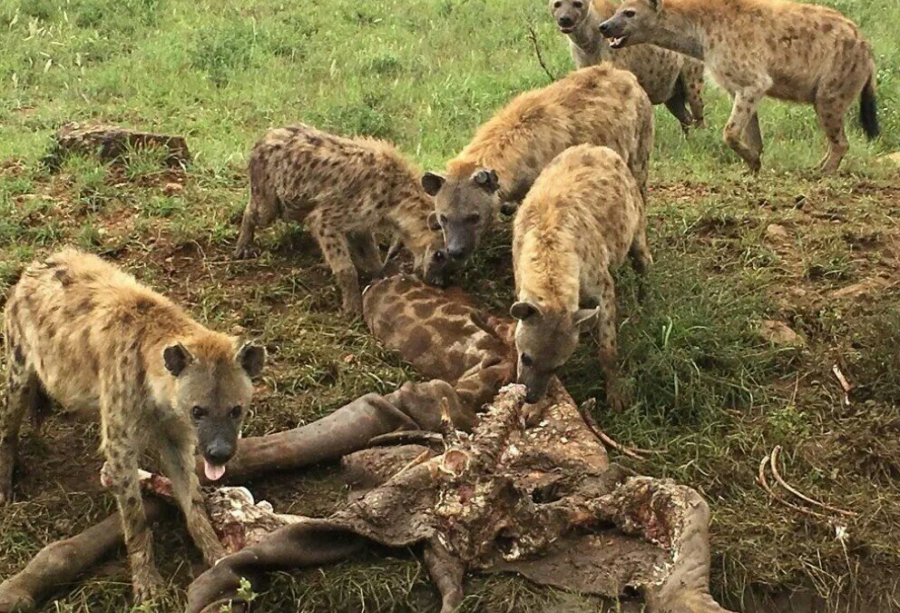 Serengeti faces yet another silent but deadly poaching threat